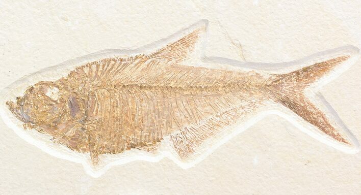 Exceptional, Diplomystus Fossil Fish - Wyoming #43831